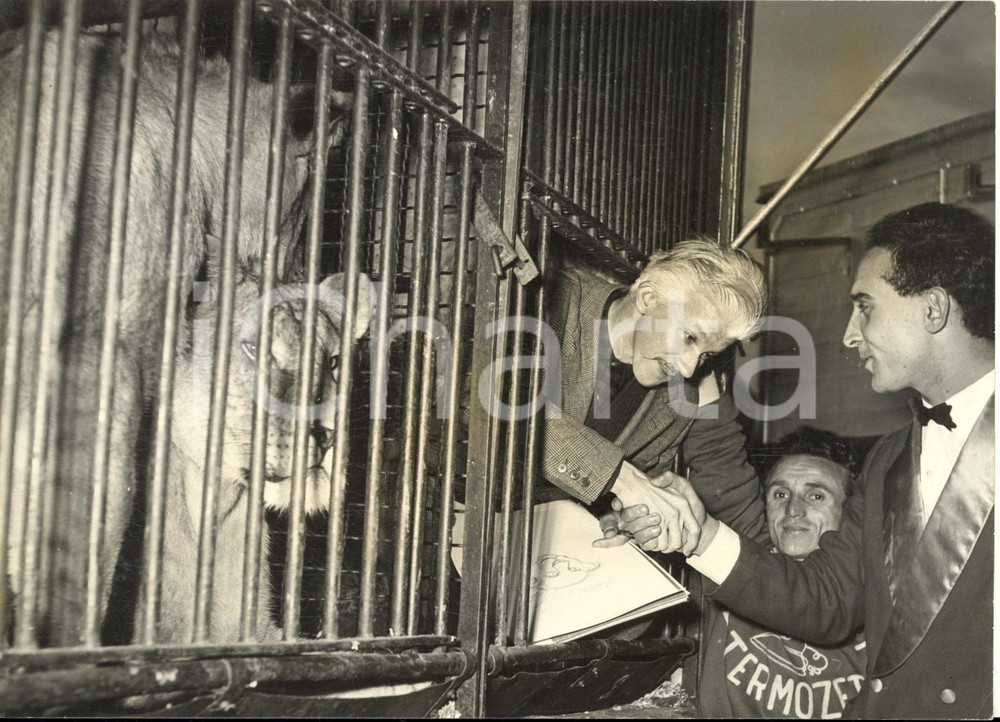 1958 ROMA Pittore Alberto TREVISAN lavora nella gabbia dei leoni al circo - Foto  Fotografia d'epoca con didascalia coeva.    CONDIZIONI: G (ma lieve sovraimpressione) FORMATO: 18x13 cm     originale e autentica 1