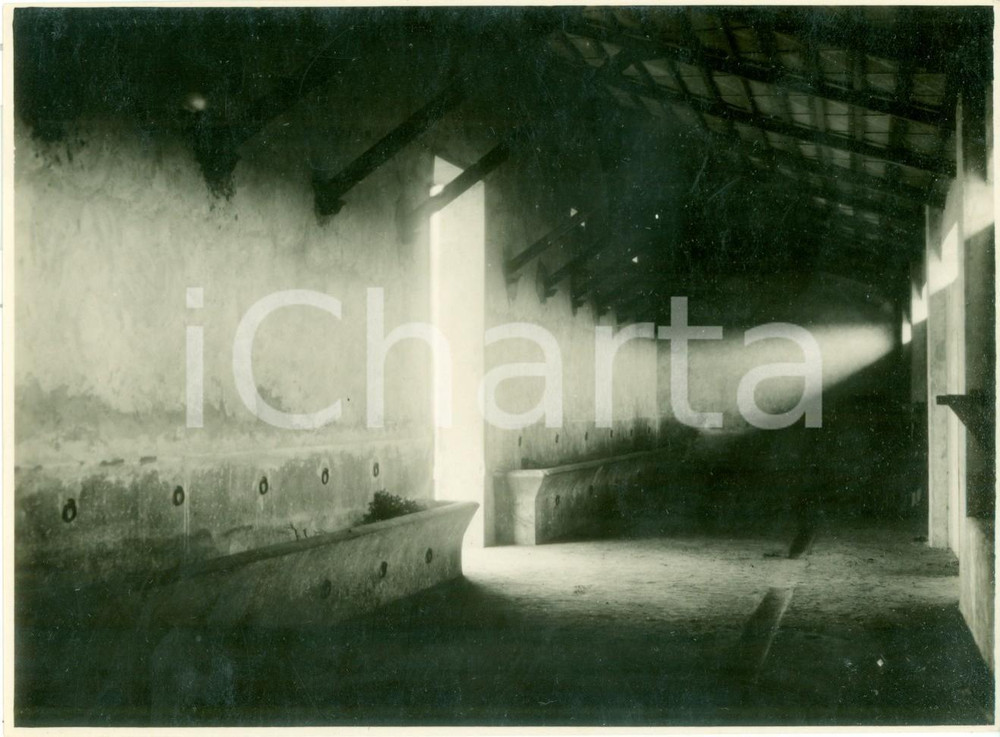 Fotografia d epoca originale 1930 TOCRA LIBIA Interno delle stalle di una fattoria Fotografia 1