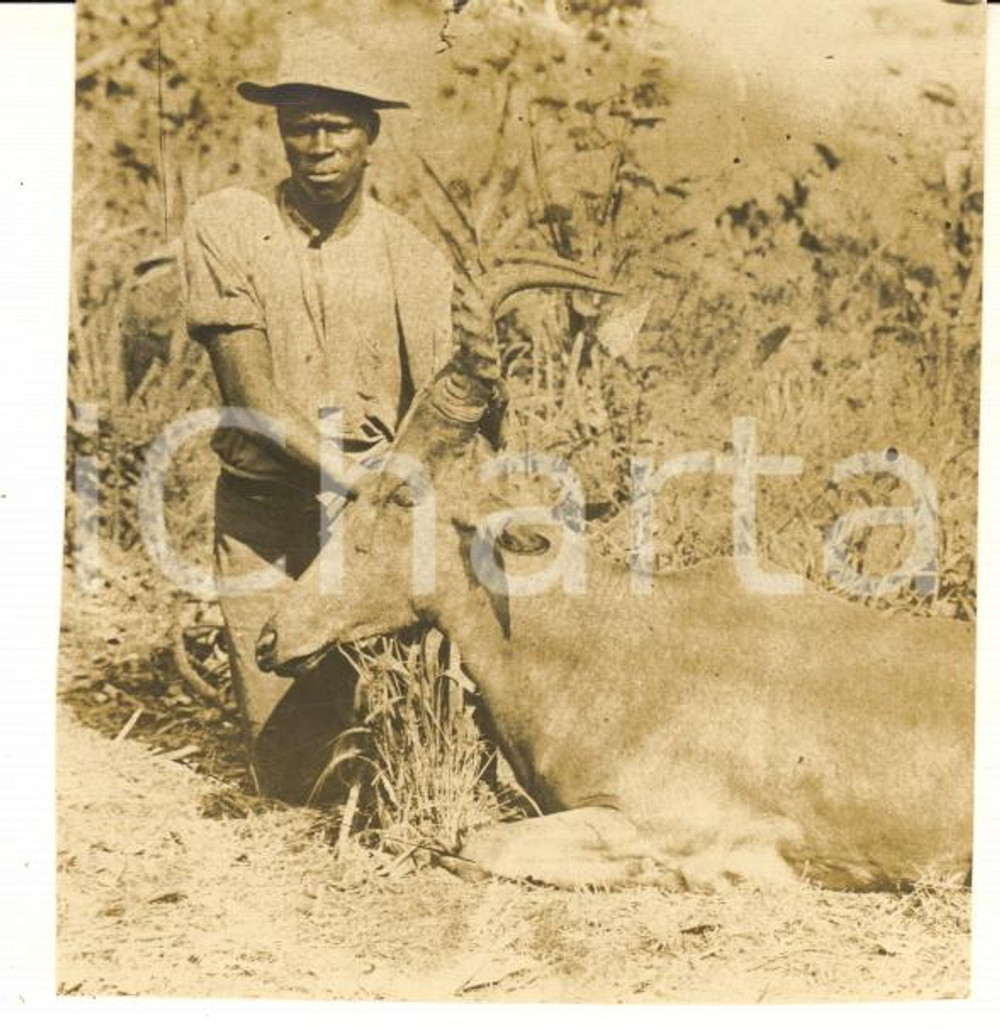 1930 ca CONGO BELGA - CACCIA - Uomo con antilope uccisa - Foto 7x7 cm  Fotografia d'epoca. GOOD/buono  Formato: 7x7 cm originale e autentica 1