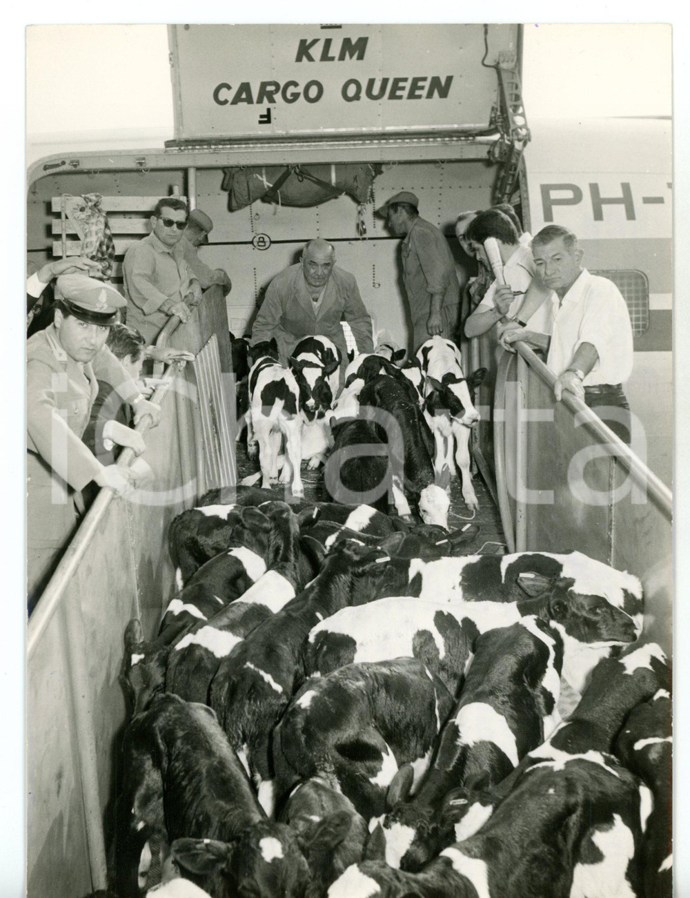 1960 ca MILANO MALPENSA - TWA Volo sperimentale con carico di vitellini *Foto Fotografia d'epoca, con didascalia coeva al verso. CONDIZIONI: GFORMATO: 13x18 cm     originale e autentica 1