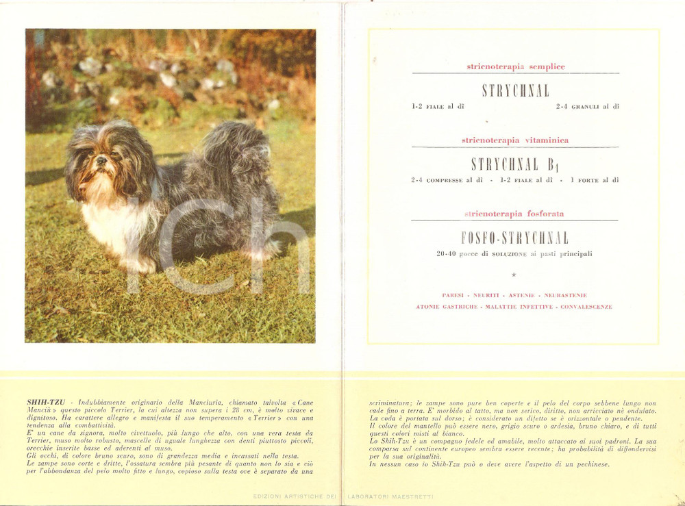 Materiale pubblicitario d’epoca 1956 MILANO Laboratori MAESTRETTI Fosfo Strychnal  Scheda Razza SHIH TZU 13x20 1