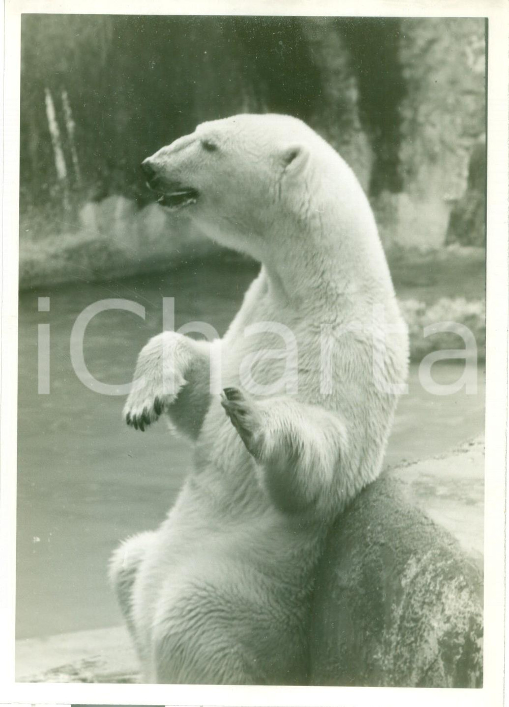 Fotografia d epoca originale 1935 ca ROMA Visita allo zoo  L orso bianco Fotografia 1