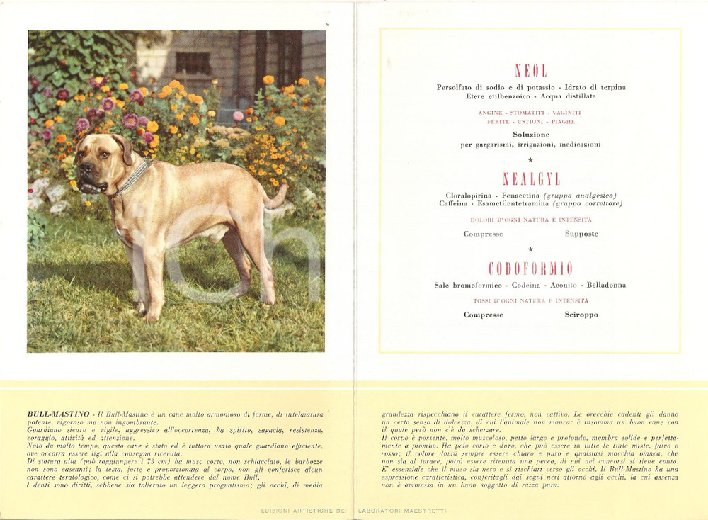 Materiale pubblicitario d’epoca 1956 MILANO Laboratori MAESTRETTI Nealgyl - Scheda Razza BULL MASTINO *13x20 1