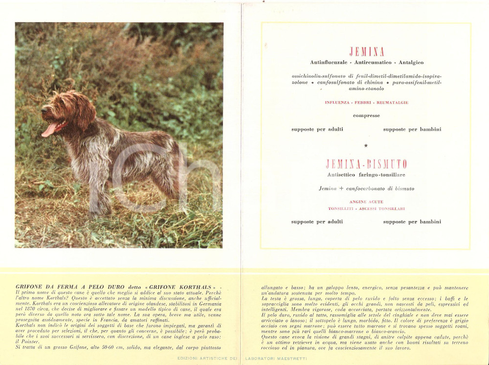 Materiale pubblicitario d’epoca 1956 MILANO Laboratori MAESTRETTI Jemina - Scheda Razza GRIFONE KORTHALS *13x20 1
