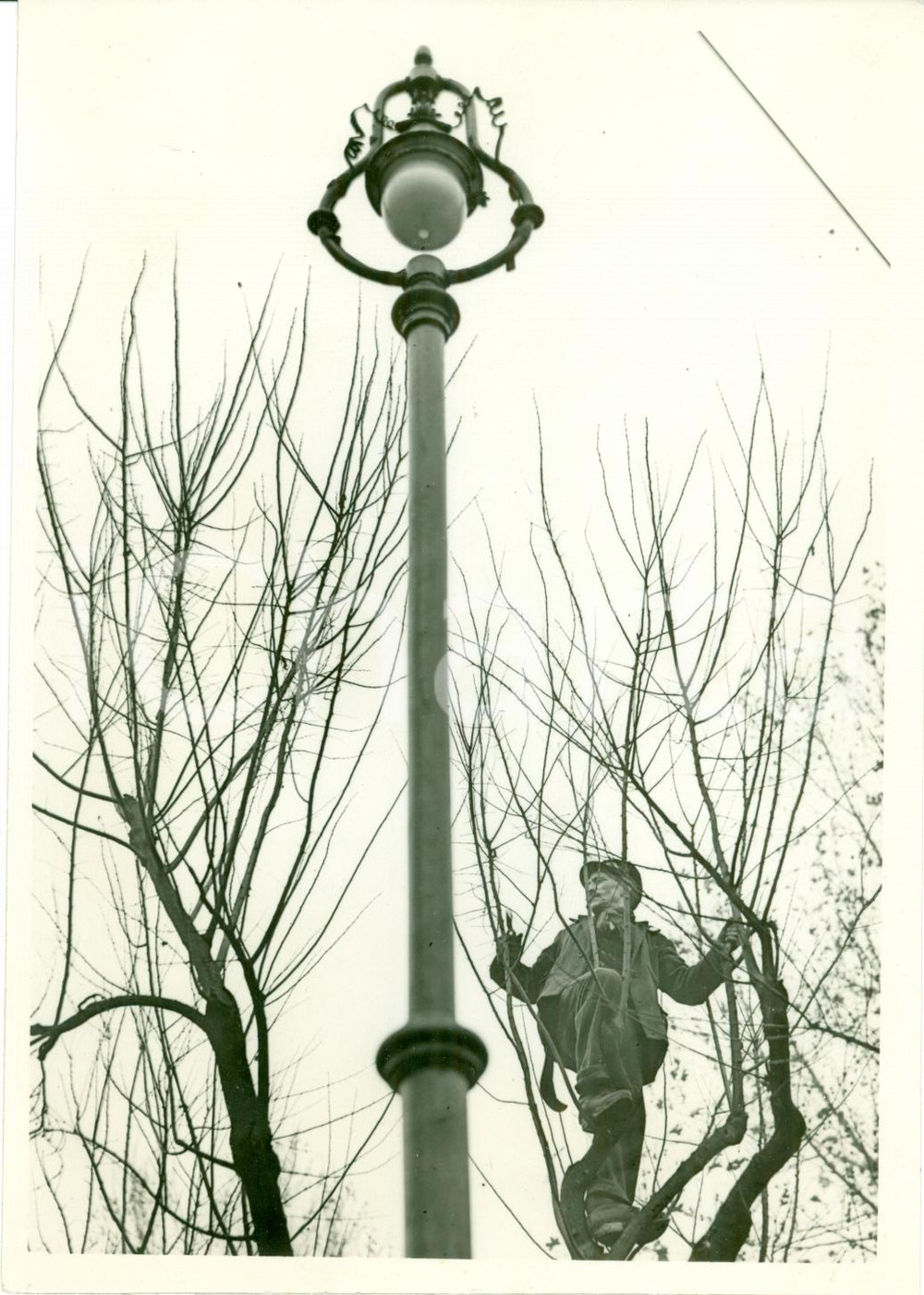 Fotografia d epoca originale 1938 MILANO Operai municipali potano gli alberi Fotografia 1