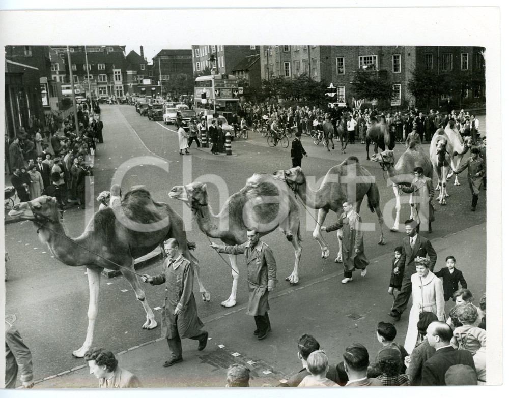 1955 LONDON Circus camels walking through the city *Foto CURIOSA 20x15 cm