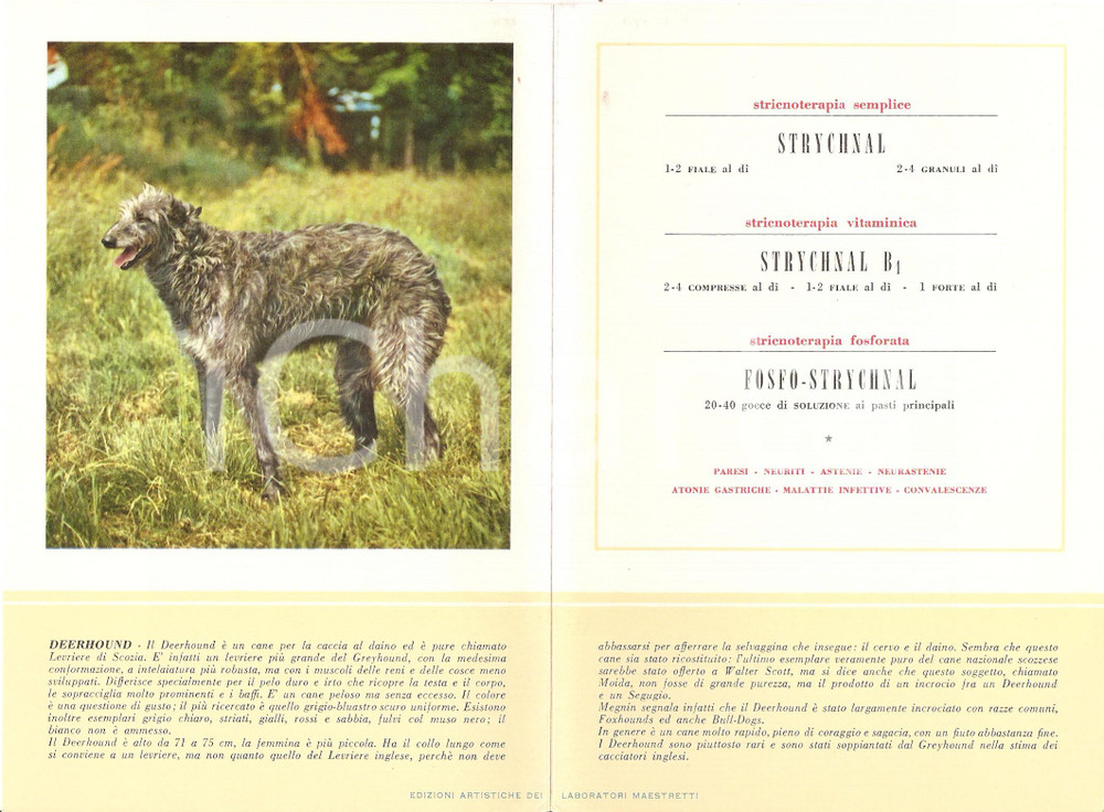 Materiale pubblicitario d’epoca 1956 MILANO Laboratori MAESTRETTI Fosfo Strychnal  Scheda Razza DEERHOUND 1
