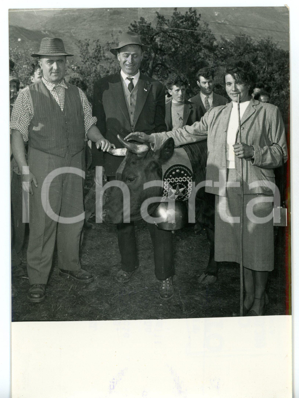 1957 SAINT-MARCEL Vacca vincitrice della "Battaglia delle Regine" *Foto 13x18