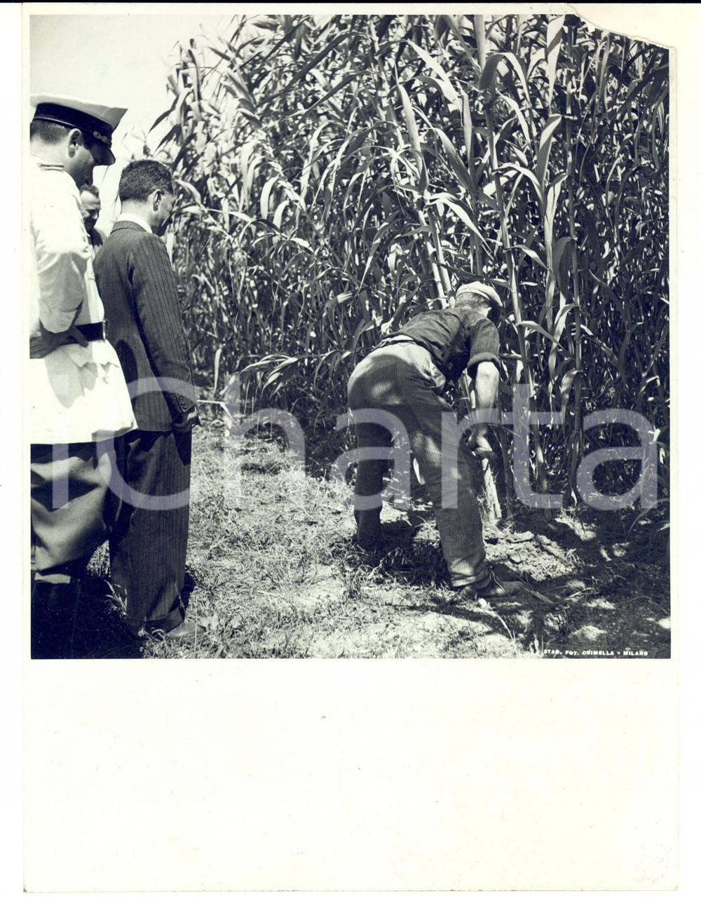 Fotografia d epoca originale 1939 AREA LOMBARDA Dimostrazione del lavoro in campo di mais Foto CRIMELLA 1