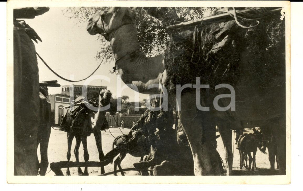 Cartolina originale da collezione 1935 ca AOI DIRE DAUA ETIOPIA Carovana e cammelli in sosta Cartolina FP NV 1