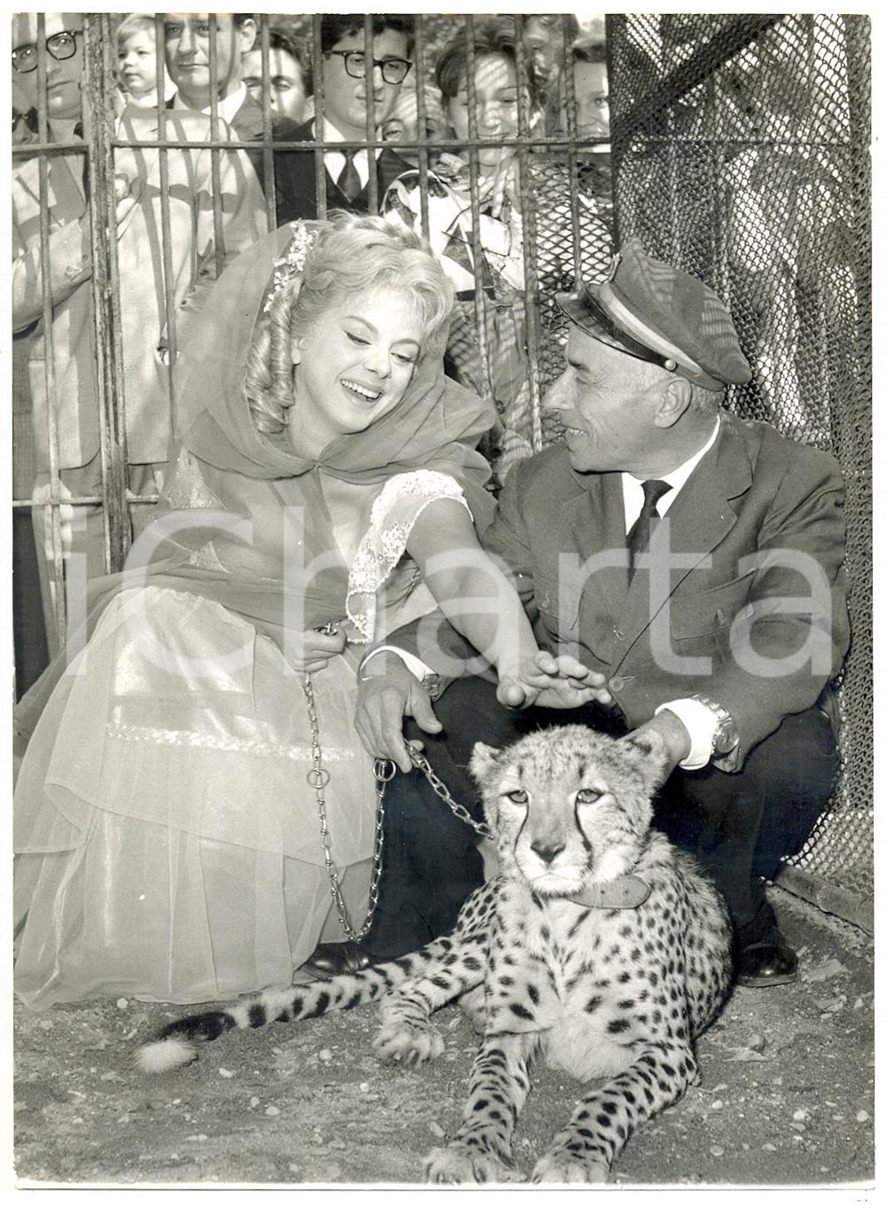 Fotografia d epoca originale 1960 ZOO DI ROMA Sandra MILO accarezza un cucciolo ghepardo Foto 13x18 cm 1