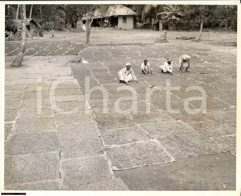 Fotografia d'epoca originale 1950 Africa Zanzibar Pemba - drying cloves *Real photo 1
