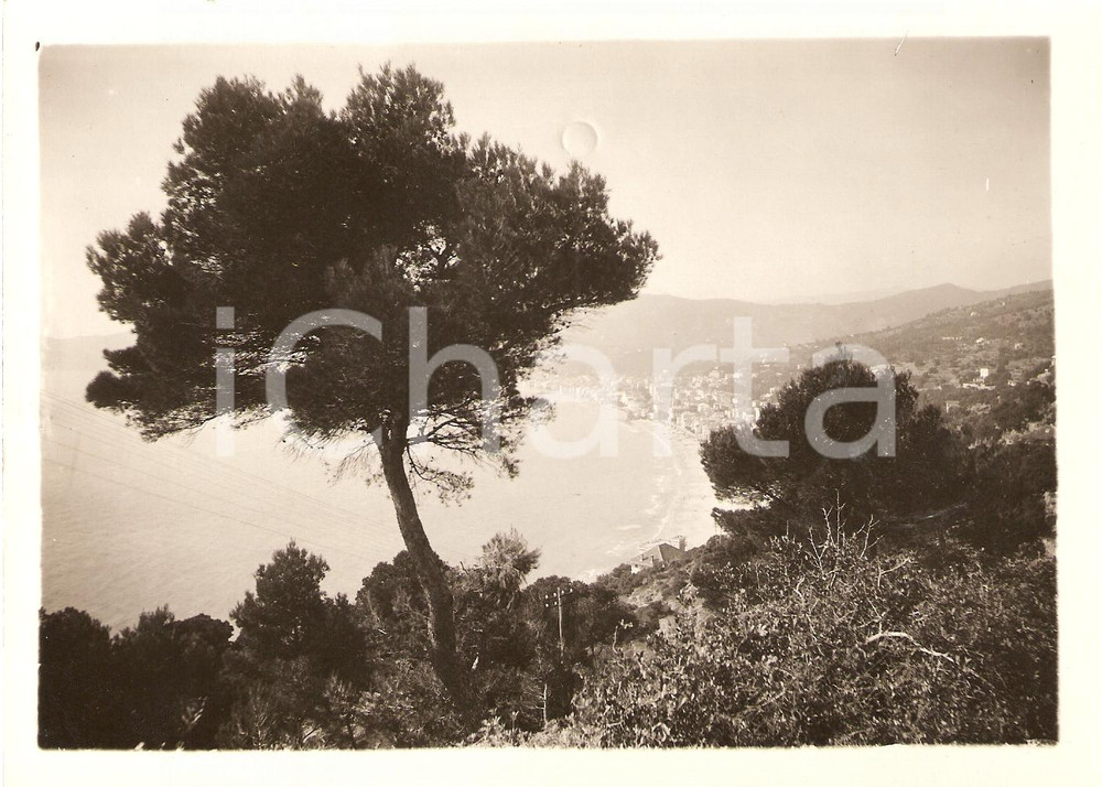 Fotografia d'epoca originale 1931 ALASSIO SV Veduta pini Capo SANTA CROCE Vera Foto 1