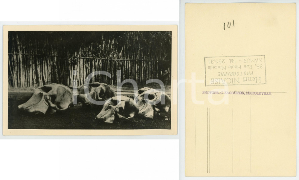 1930 ca C. ZAGOURSKI «L'Afrique qui disparaît» Crânes des éléphants *Postcard  Fotocartolina postale d'epoca, appartenente alla serie &laquo;L'Afrique qui dispara&icirc;t&raquo; del fotografo Casimir Zagourski (L&eacute;opoldville), non viaggiata.Al verso timbro "Henri Nicaise Photographe - Namur".  CONDIZIONI: FAIR FORMATO: 9x14 cm    originale e autentica 1
