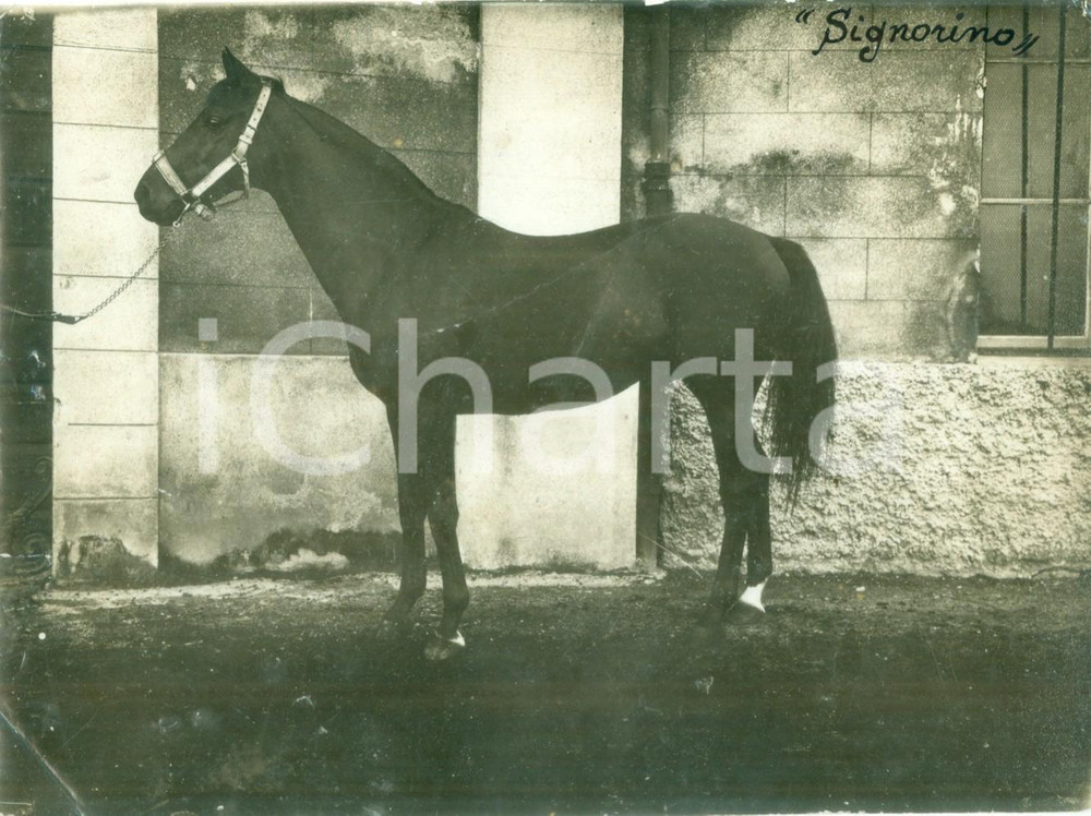 Fotografia d epoca originale 1930 ca IPPICA Cavallo SIGNORINO al maneggio Fotografia DANNEGGIATA 1