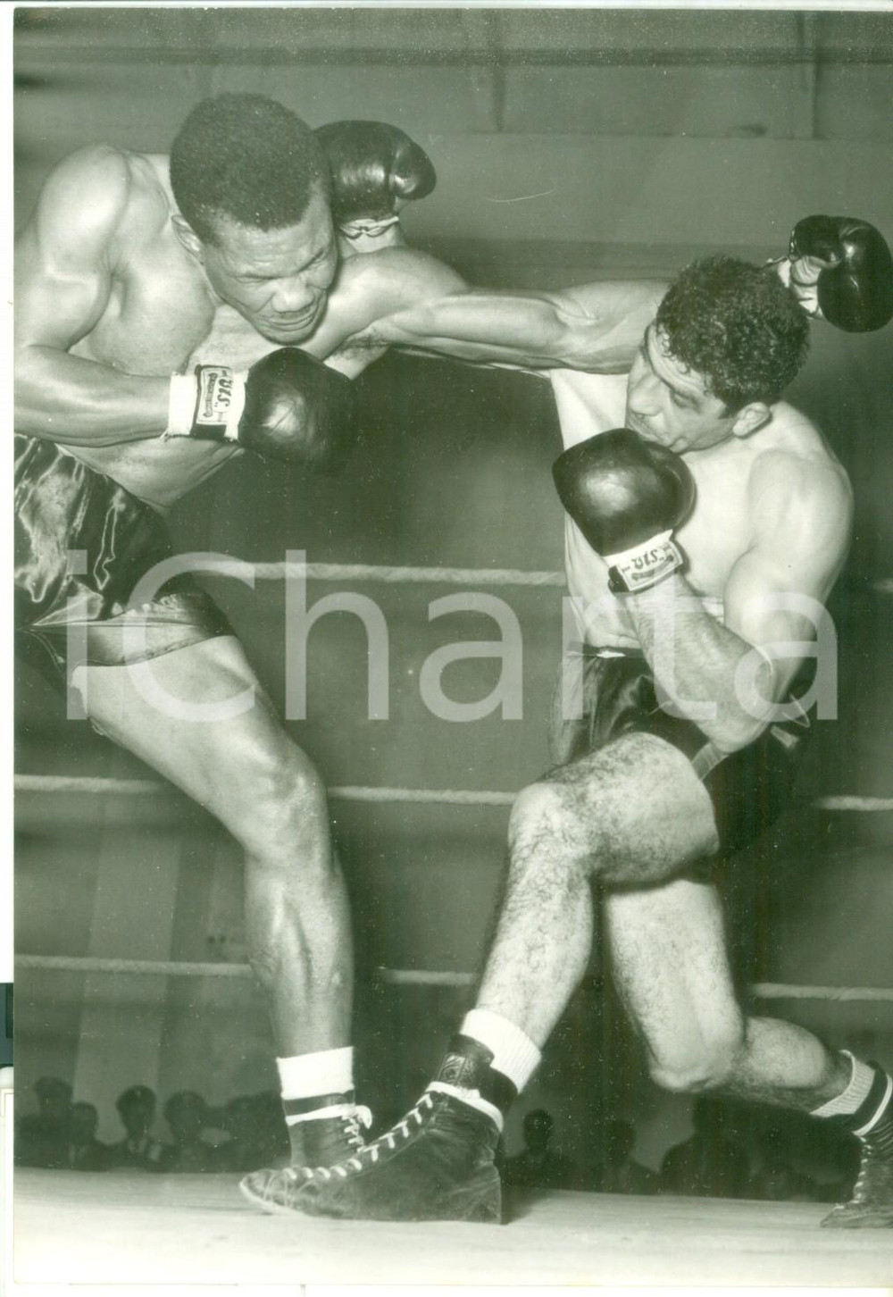 1955 ca BOLOGNA Franco CAVICCHI durante un incontro di pugilato *Foto 13x18 cm
