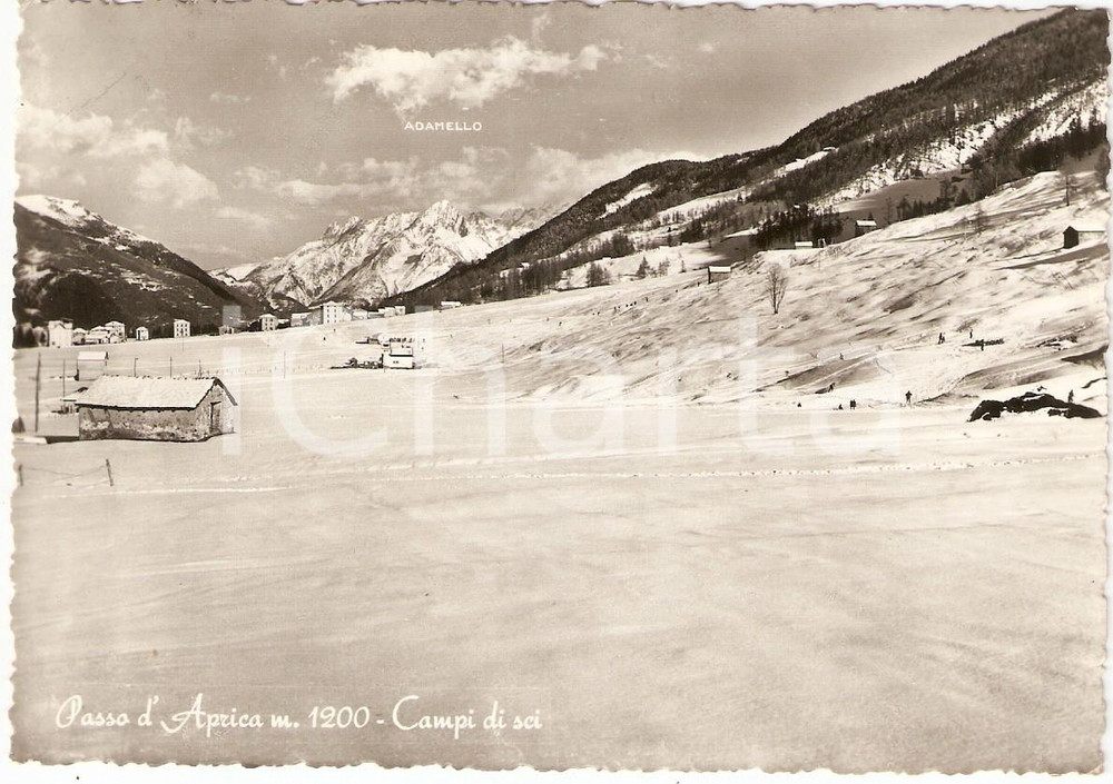 Cartolina originale da collezione 1958 PASSO DELL'APRICA (BS) Campi da sci e Monte ADAMELLO *Cartolina FG VG 1