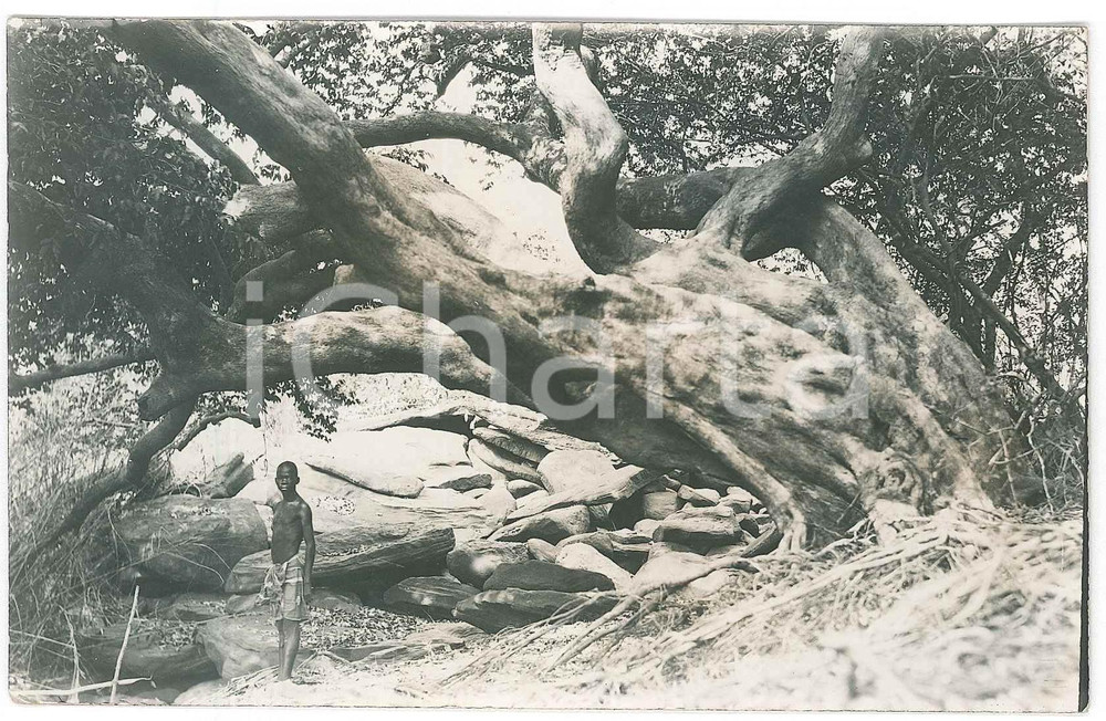 1930 ca C. ZAGOURSKI "Le Congo Illustré" - Indigène  à côté d'un grand arbre  Fotocartolina postale d'epoca, appartenente alla serie &laquo;Le Congo Illustr&eacute;&raquo; del fotografo Casimir Zagourski (L&eacute;opoldville).CONDIZIONI: GFORMATO: 14x9 cm    originale e autentica 1