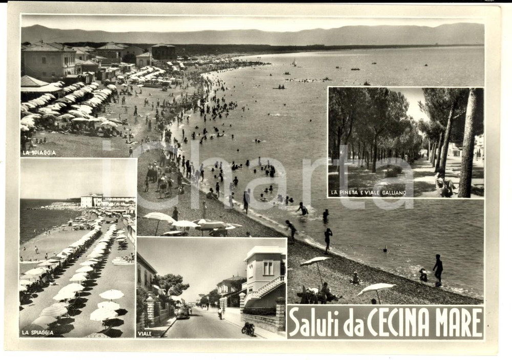 Cartolina originale da collezione 1958 CECINA MARE LI Vedutine con pineta e viale GALLIANO Cartolina postale FG 1