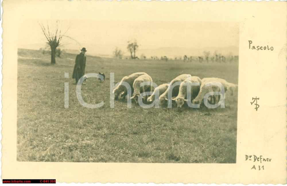 Cartolina originale da collezione 1932 PECORE AL PASCOLO Cartolina DR. DEFNER animata 1