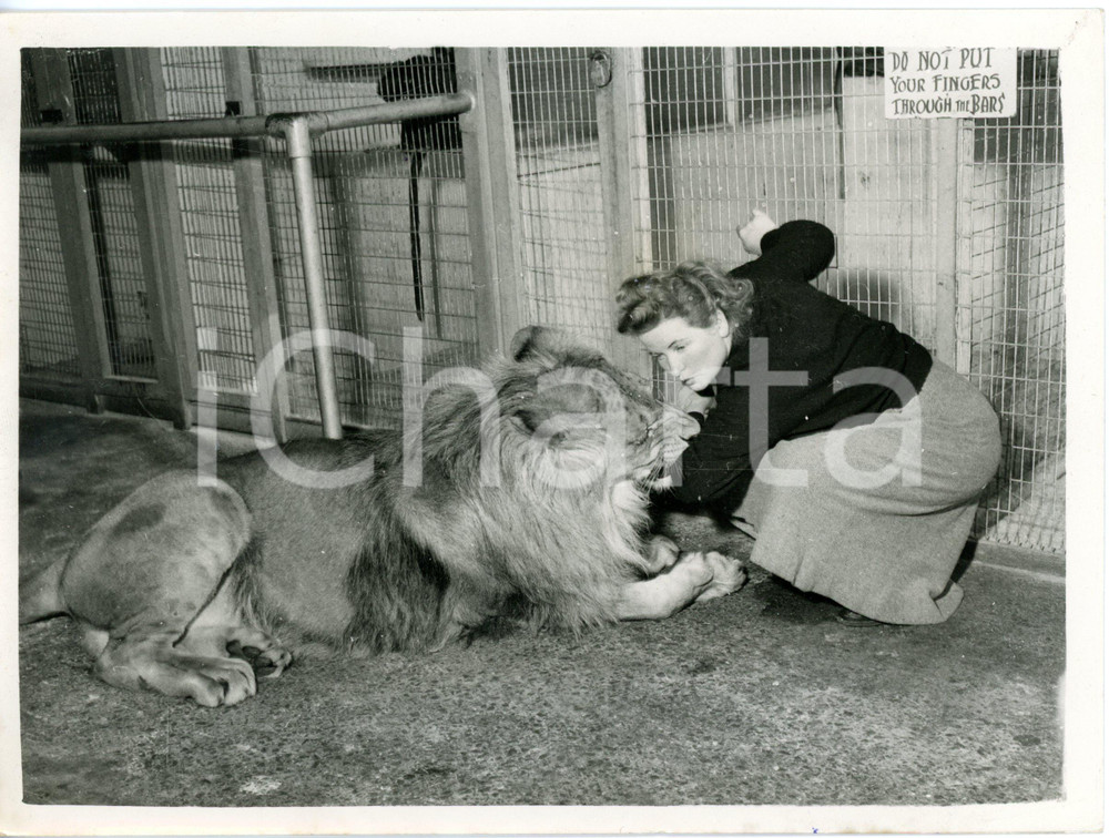 1956 SOUTHPORT Children's Zoo - Helena FARRAR playing with Rajah the lion *Photo