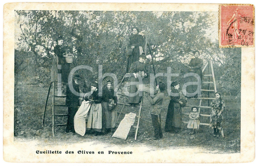 1903 PROVENCE (FRANCE) Cueilette des olives - Postcard calendar 14x9 cm  Calendario da taschino d'epoca, in formato cartolina postale. FAIR/discreto Lievi smussature agli angoli, bruniture diffuse  originale e autentica 1