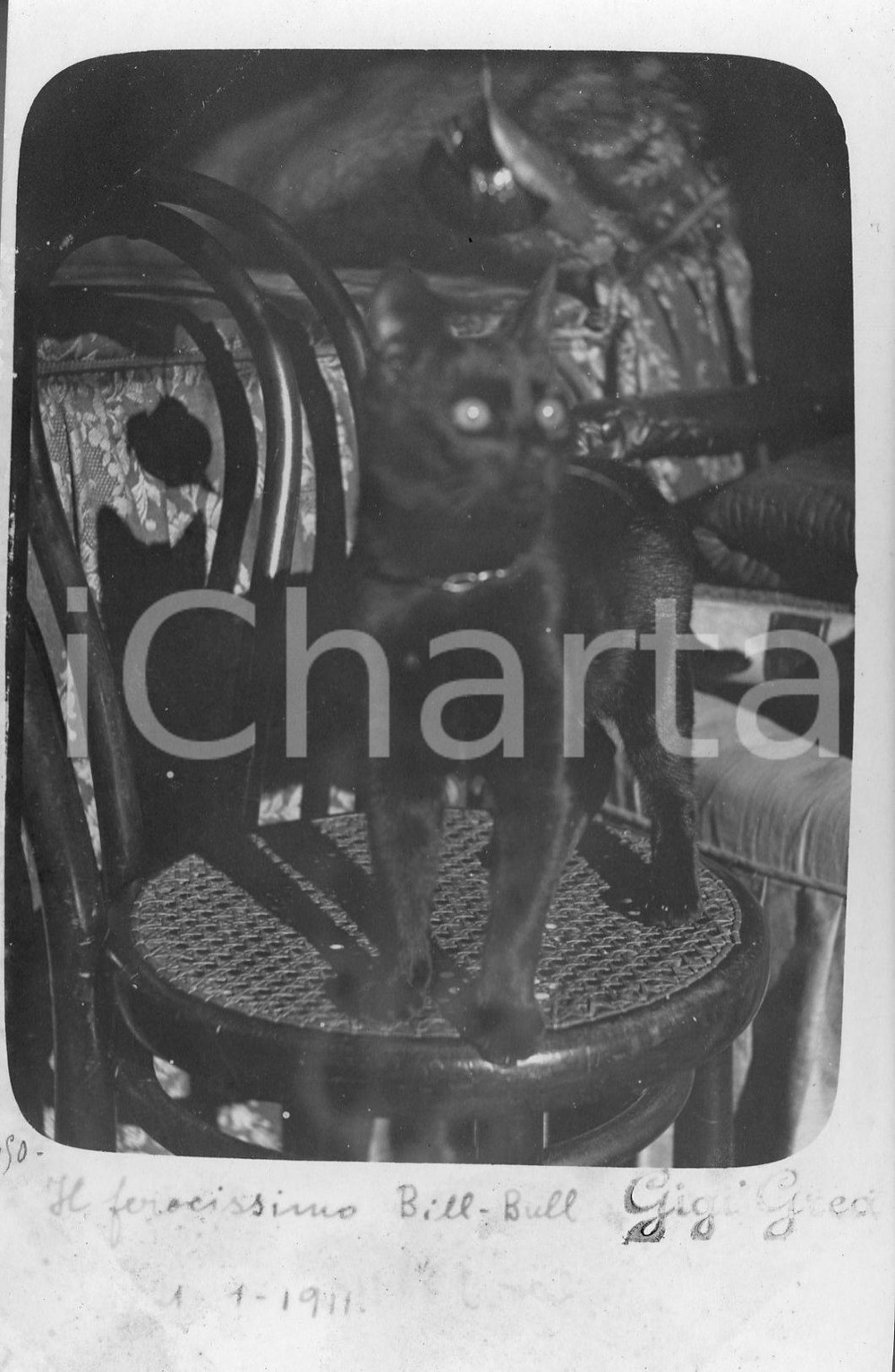 1911 ROMA Il ferocissimo gatto BILL BULL *Fotocartolina curiosa