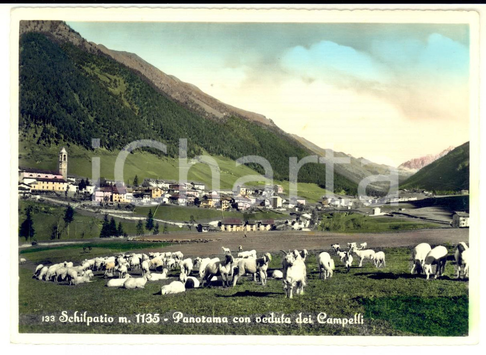 Cartolina originale da collezione 1956 SCHILPARIO (BG) Panorama con veduta dei Campelli *Animata con pecore FG VG 1