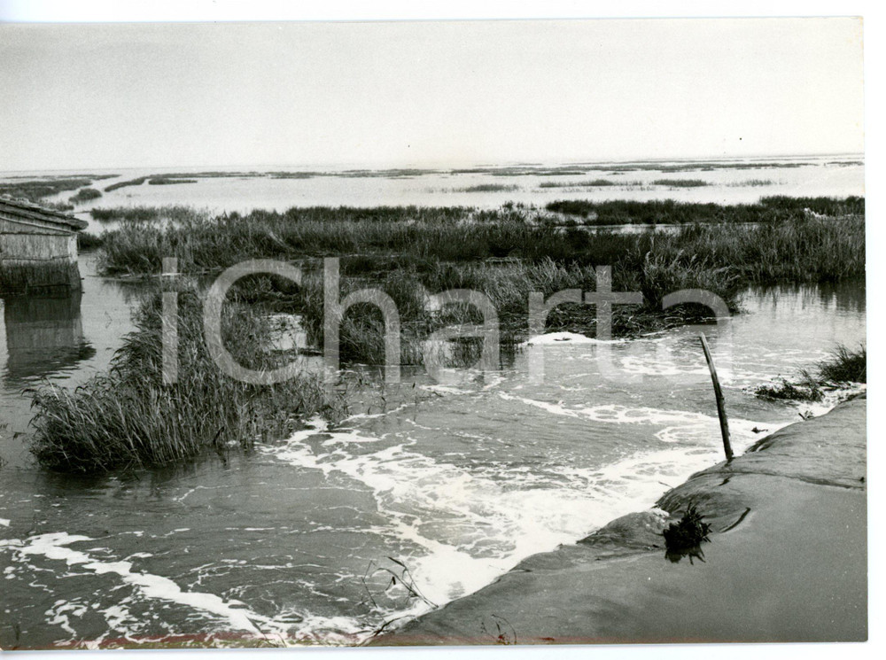 1957 ALLUVIONE DEL POLESINE - CA' MELLO Campagne allagate *Foto 18x13 cm Fotografia d'epoca con didascalia coeva.  CONDIZIONI: G FORMATO: 18x13 cm     originale e autentica 1