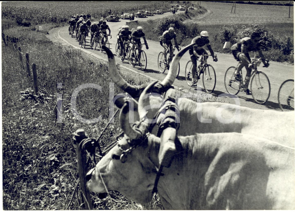 1955 CICLISMO GIRO D'ITALIA 7^Tappa GENOVA-VIAREGGIO Passaggio corridori - Foto