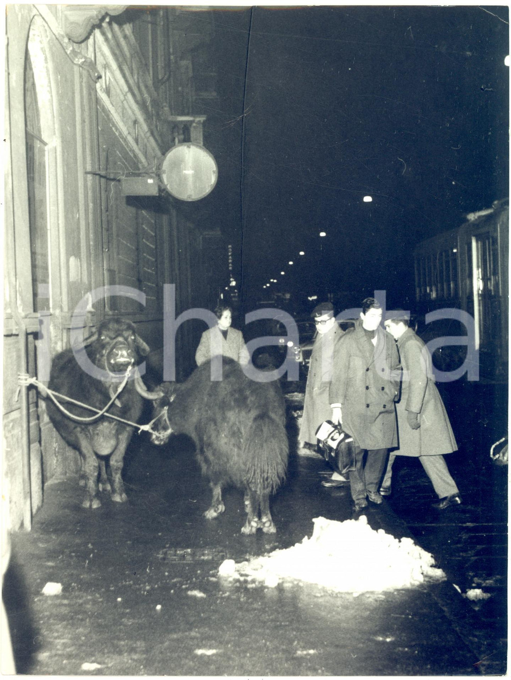 1962 MILANO Incendio CIRCO TOGNI - Animali salvati dalle fiamme *Foto 18x24
