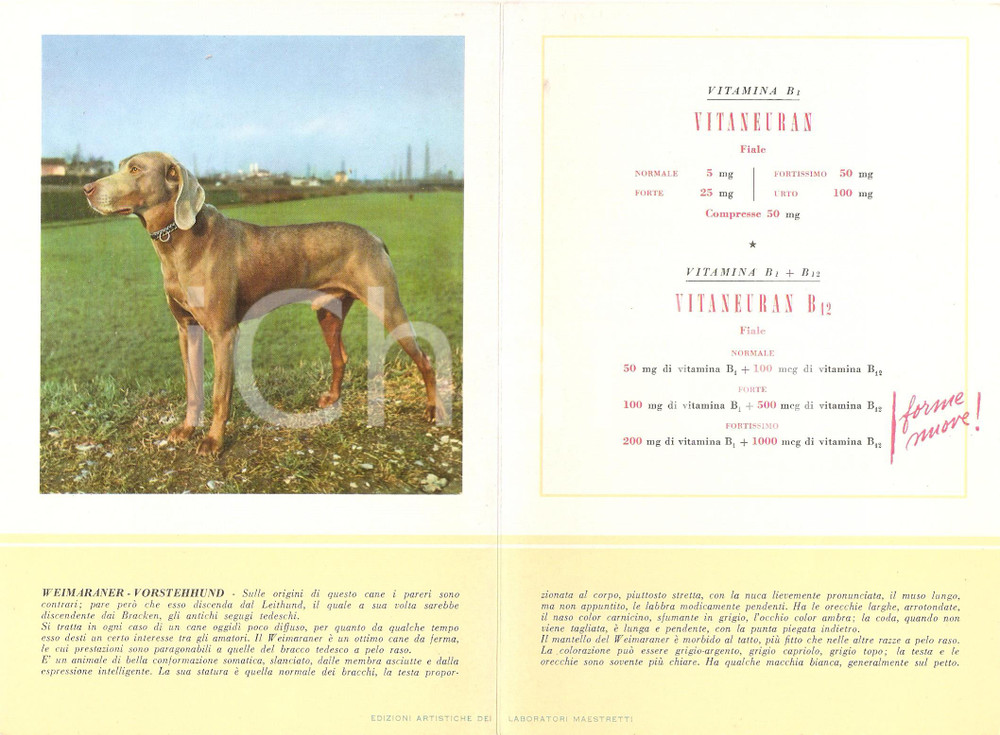 Materiale pubblicitario d’epoca 1956 MILANO Laboratori MAESTRETTI Vitaneuran - Scheda Razza WEIMARANER *13x20 1
