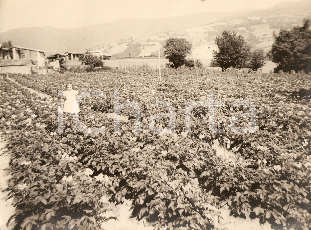 Fotografia d'epoca originale 1960 ca VOGHERA (PV) Bambina posa in campo coltivato *Fotografia 1