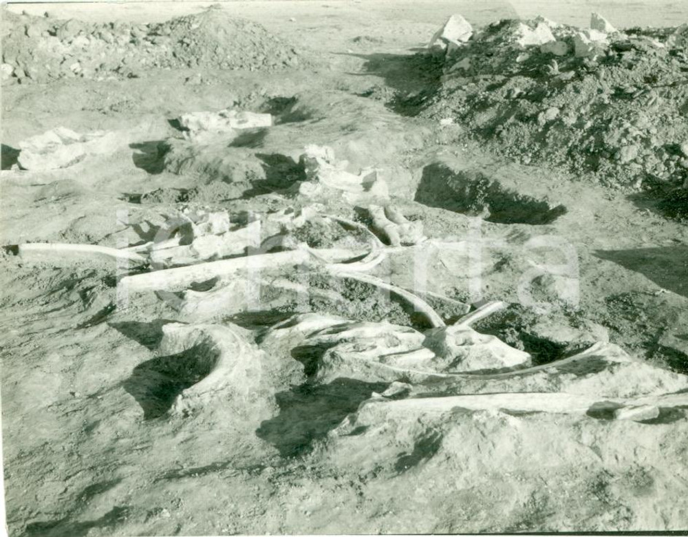 Fotografia d epoca originale 1939 LIBIA Scavi fossili Ossa di MASTODONTE scoperte nel deserto Fotografia 1