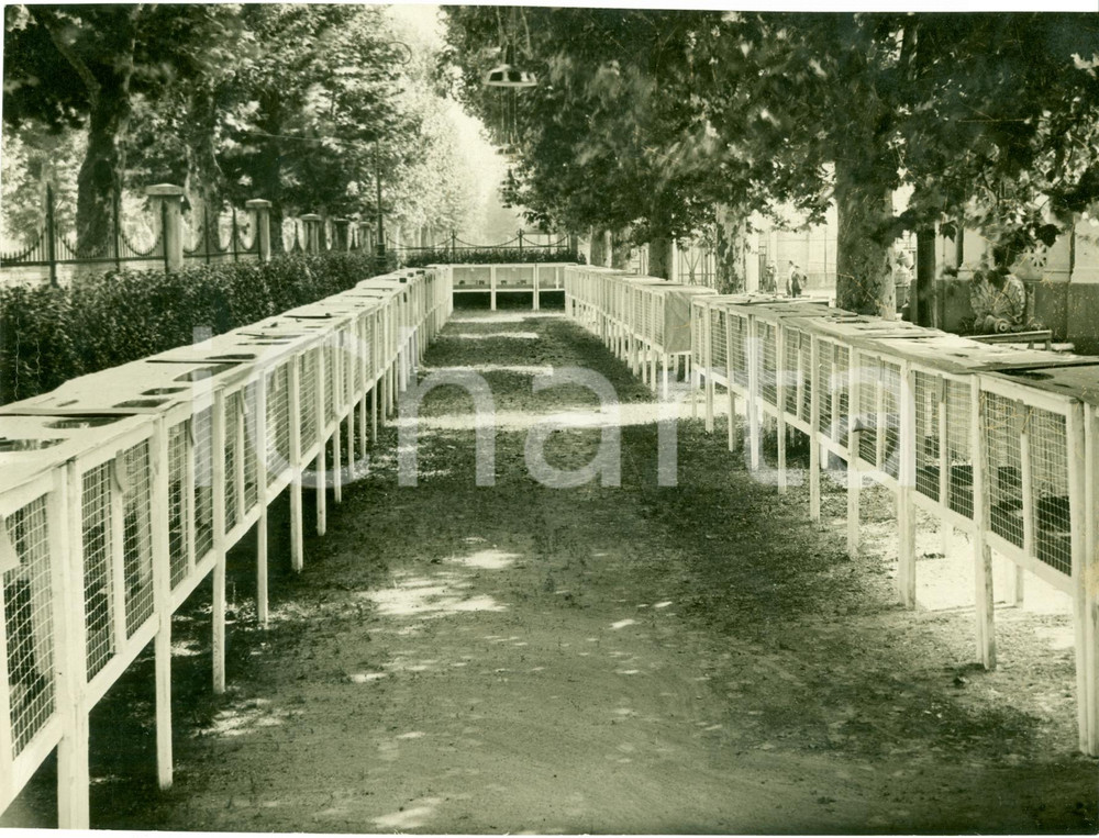 Fotografia d epoca originale 1936 MILANO Mostra pollicoltura lombarda a FIERA CAMPIONARIA Fotografia 1
