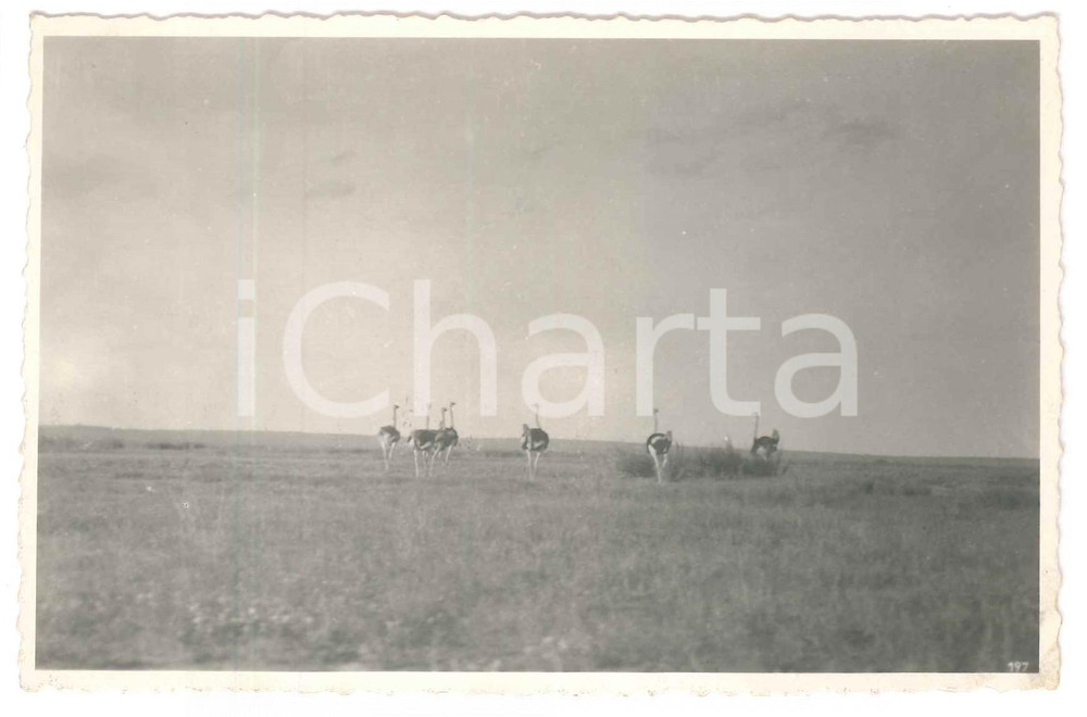 1930 C. ZAGOURSKI «L'Afrique qui disparaît» KENIA - Des autruches Postcard 197  Fotocartolina postale d'epoca, appartenente alla 2^serie &laquo;L'Afrique qui dispara&icirc;t&raquo; del fotografo Casimir Zagourski (L&eacute;opoldville).N&deg;197, non viaggiata.CONDIZIONI: G FORMATO: 14x9 cm    originale e autentica 1