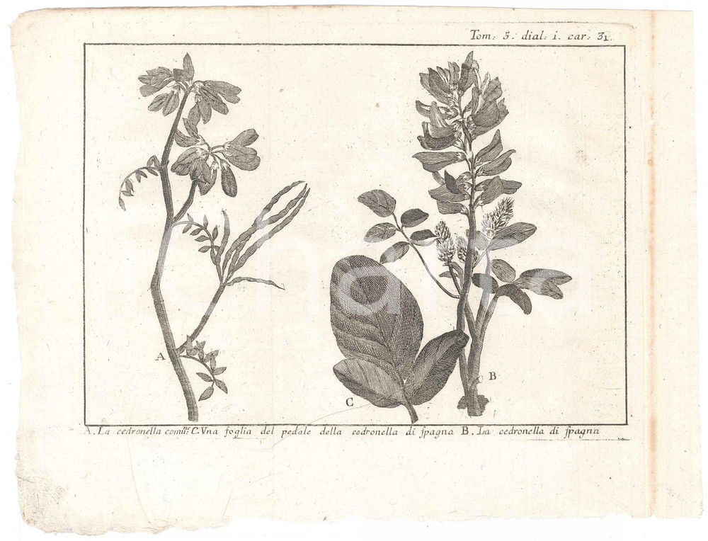 Stampa, bozzetto originale 1767 ? Pluche LO SPETTACOLO DELLA NATURA  La cedronella Stampa tomo 5 1
