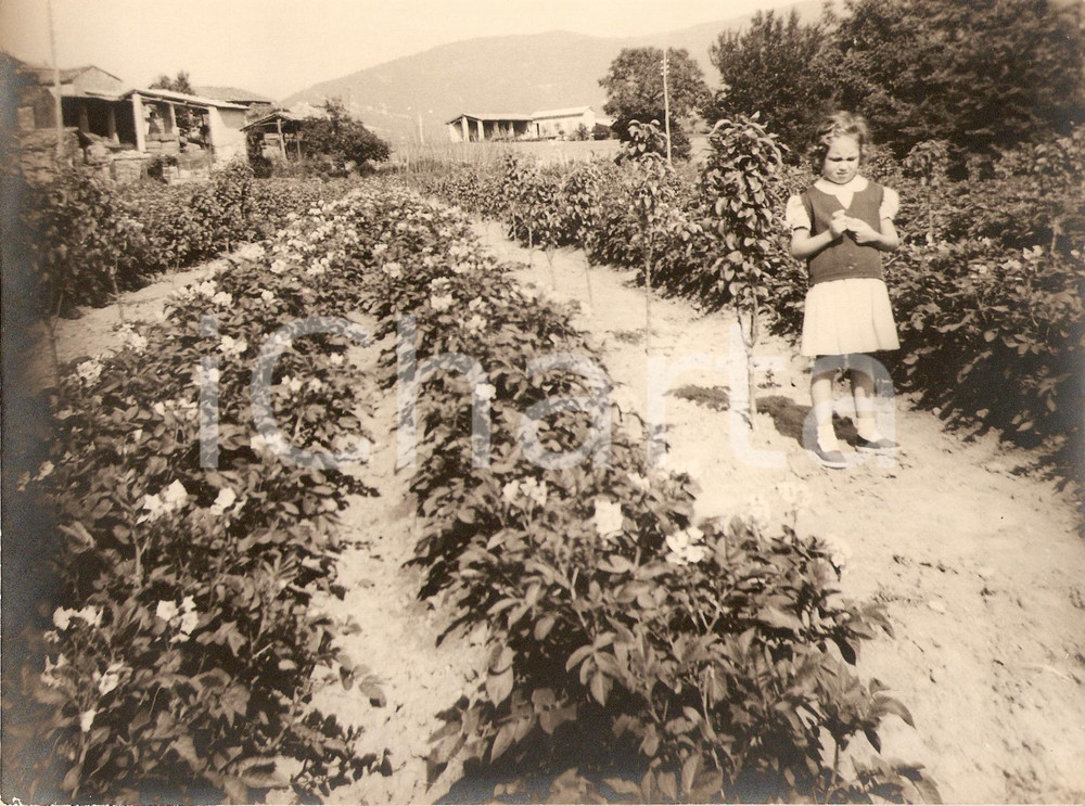 Fotografia d'epoca originale 1960 ca VOGHERA (PV) Bambina posa in un campo coltivato *Fotografia 1