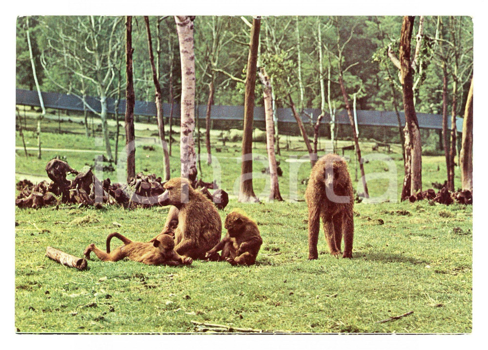 Cartolina originale da collezione 1984 NOVARA Zoo Safari LAGO MAGGIORE - Babbuini africani Cartolina ANIMATA FG VG 1