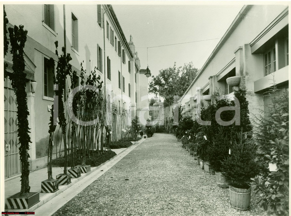 Fotografia d epoca originale 1932 TREVISO Coltivazioni di gelsi in vivaio VERA FOTO 1