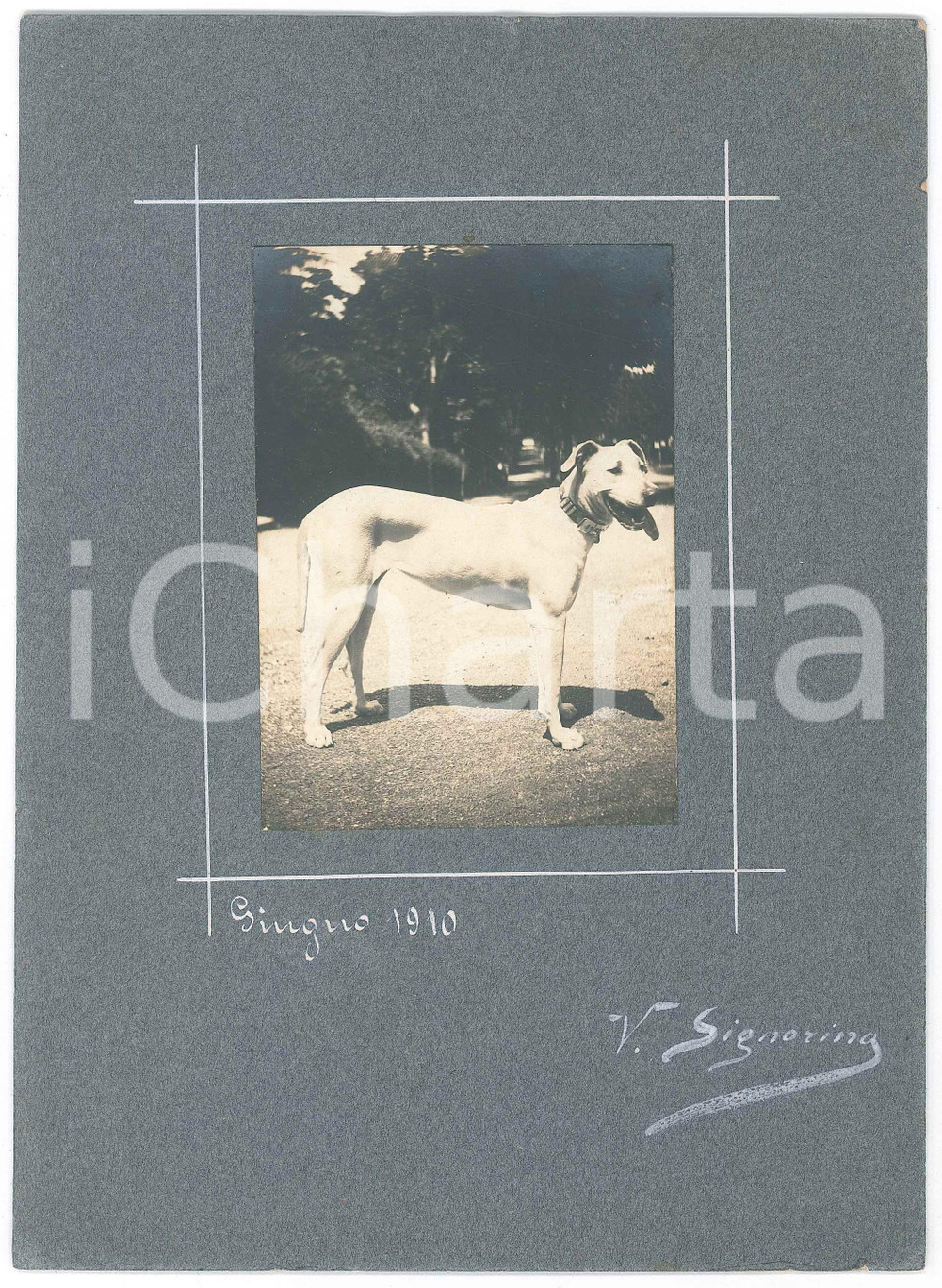 1910 ITALIA Cani da caccia - Segugio - Ritratto *Foto V. SIGNORINO 17x24 cm