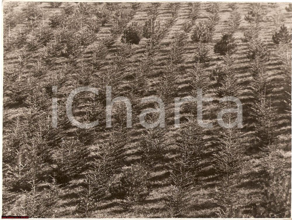 Fotografia d epoca originale 1930 MASSA CARRARA Bosco Abeti e Pini MILIZIA FORESTALE 1