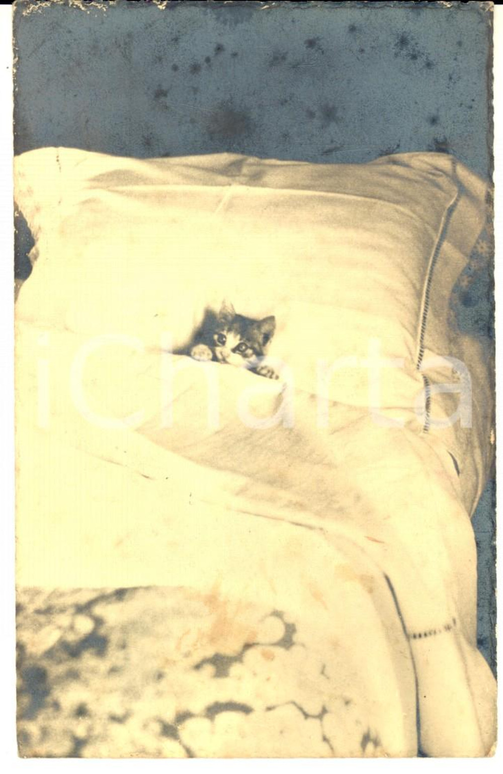 1940 ca COSTUME Un gatto sotto le coperte *Foto cartolina CURIOSA FP NV