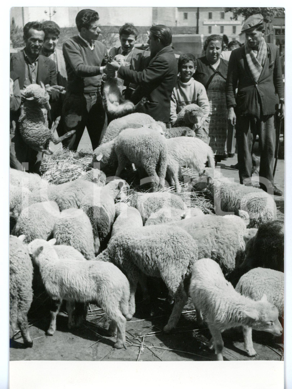 1959 NAPOLI Tradizionale mercato degli agnelli di Pasqua *Foto 13x18 cm