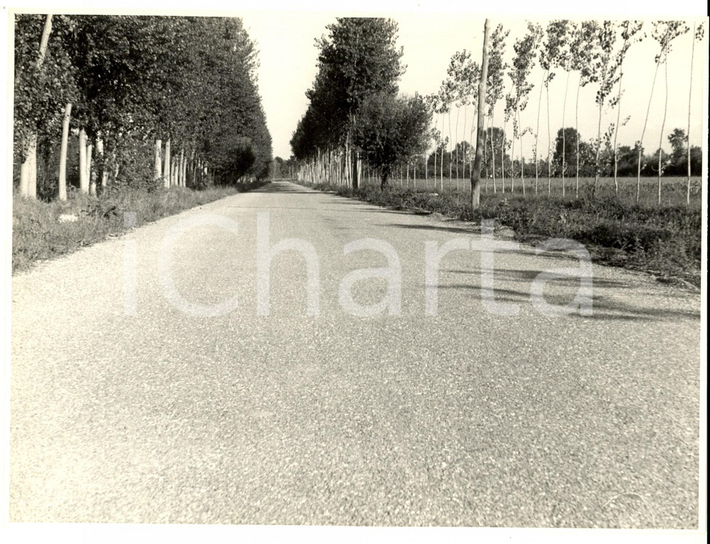 Fotografia d epoca originale 1950 ca SUARDI PV Veduta di una strada di campagna Fotografia artistica 1