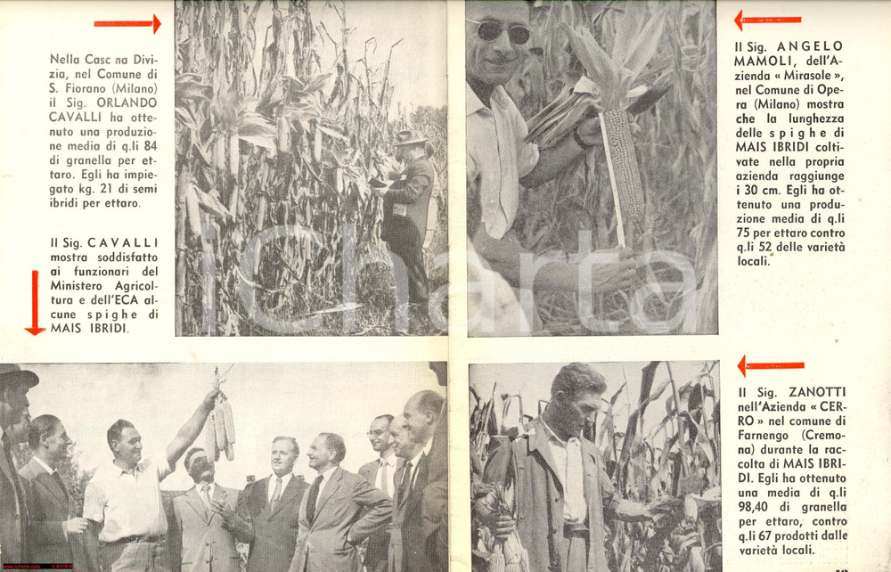 Materiale pubblicitario d’epoca 1951 ROMA Ministero dell Agricoltura  MAIS IBRIDI Pubblicitario ILLUSTRATO 1