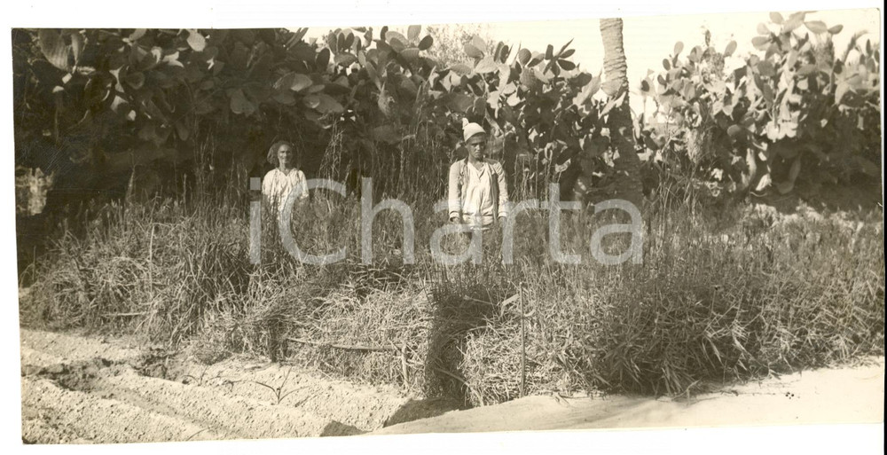 Fotografia d epoca originale 1930 ca TRIPOLI LIBIA Uomini al lavoro nei campi tra i fichi d india Foto 1