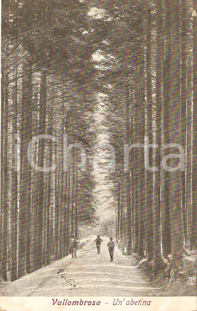 Cartolina originale da collezione 1907 REGGELLO FI A passeggio in un abetina a VALLOMBROSA Cartolina FP NV 1