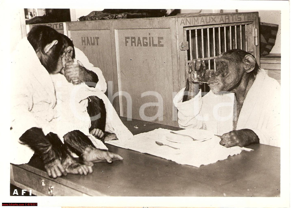 Fotografia d epoca originale 1941 GenÃ¨ve Zoo, ChimpanzÃ© petit dÃ©jeuner scimmie PHOTO 1