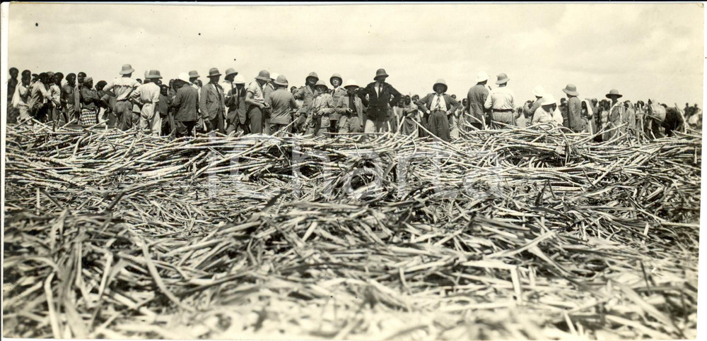 Fotografia d epoca originale 1929 VILLAGGIO DUCA DEGLI ABRUZZI SOMALIA AOI Raccolta canna da zucchero FOTO 1